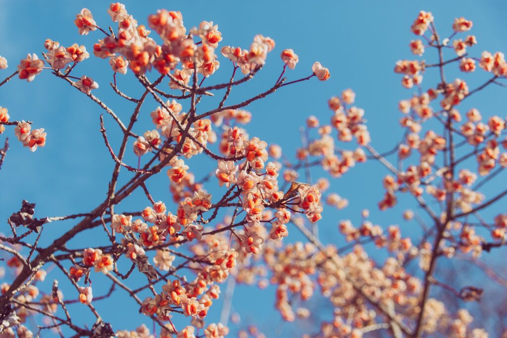 PortadaPrimaveraHammam